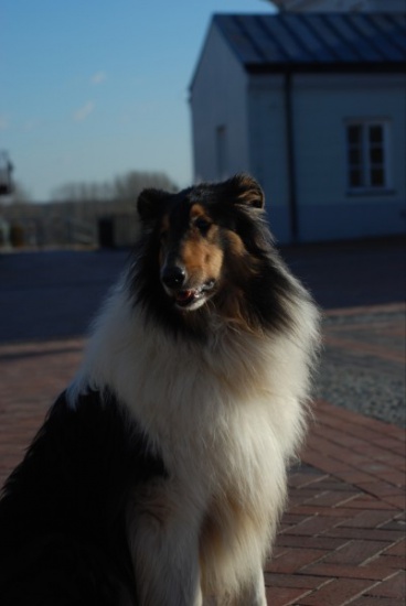 Hugo, najlepszy strażnik ogrodu